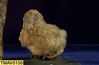 藏品(草鴞)的圖片